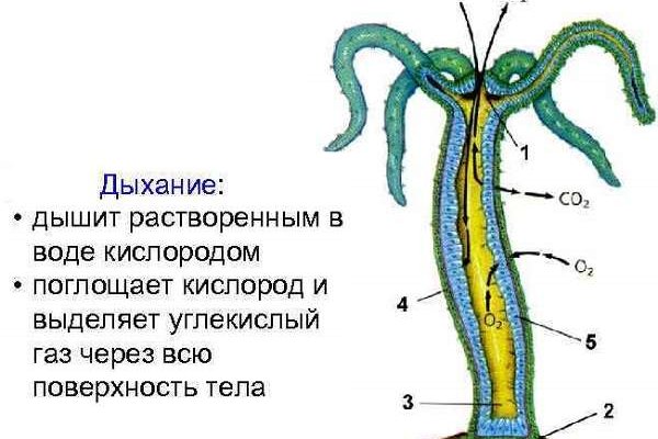 Кракен маркет тор